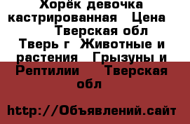 Хорёк девочка кастрированная › Цена ­ 350 - Тверская обл., Тверь г. Животные и растения » Грызуны и Рептилии   . Тверская обл.